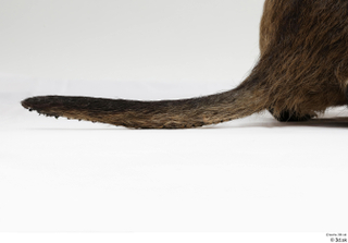 Nutria tail 0004.jpg